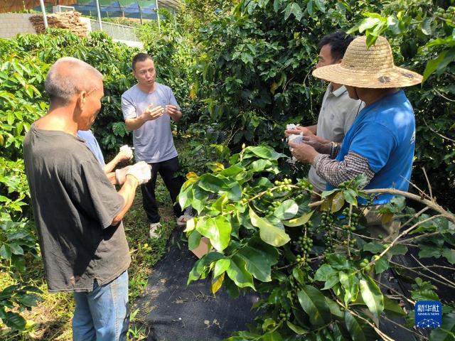 天博电竞网站首届链博会丨从生豆到咖啡 星巴克的中邦供应链之途(图9)