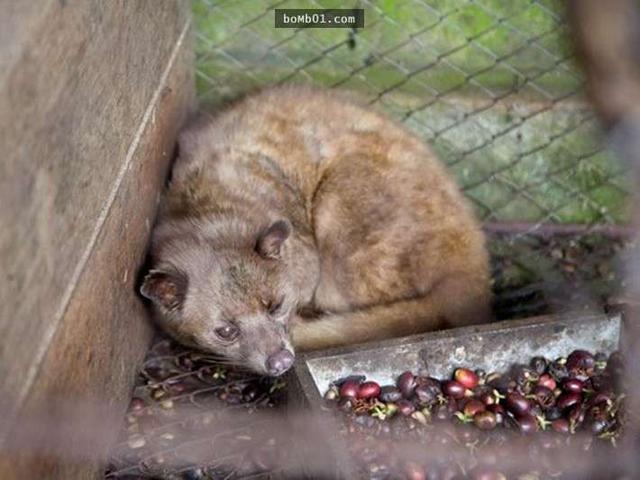 天博电竞官网APP下载一杯腾贵的“猫屎咖啡”能卖上数千元看完我从此再也喝不下去了(图6)