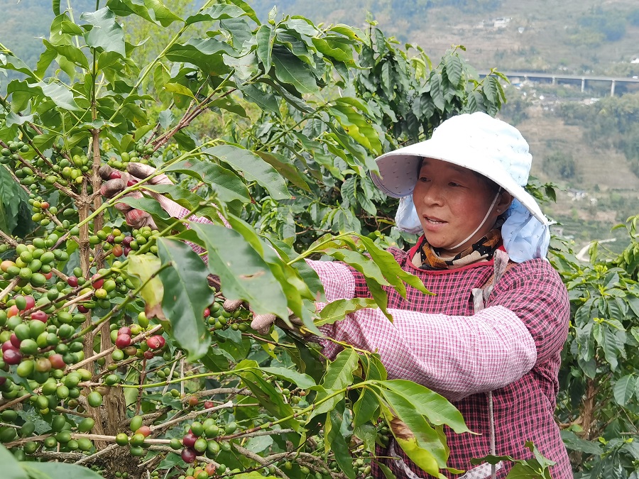 天博电竞网站云南龙陵：一连饱吹咖啡家当高质地繁荣_新华网(图1)